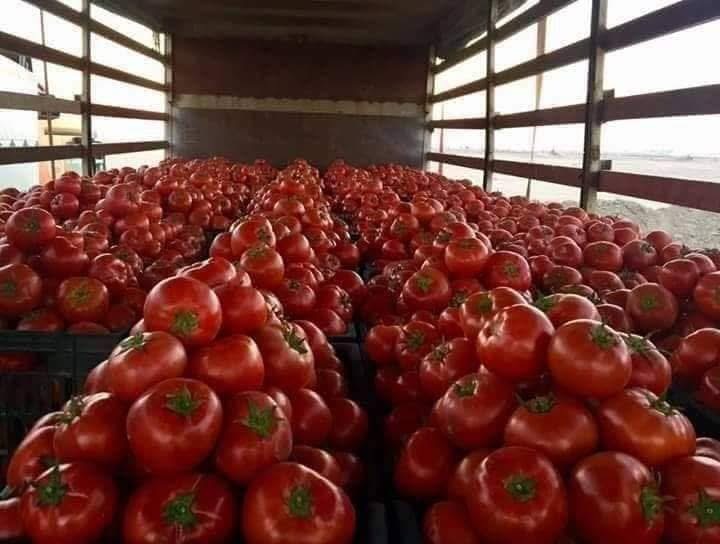 Internationalization of Al-Zubair crop.. Basra exports the first shipment of tomatoes to the Gulf countries through the port of Umm Qasr