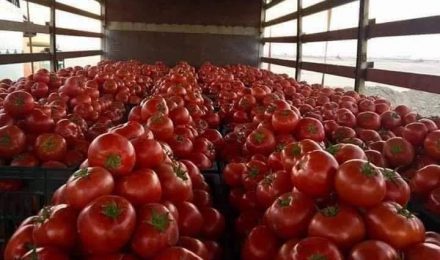 تدويل محصول الزبير.. البصرة تصدر أول شحنة طماطم إلى دول الخليج عبر ميناء أم قصر