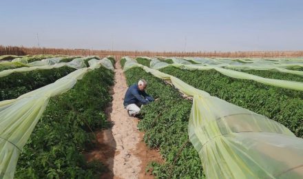 The country of the Two Rivers is cultivated with well water.. Al-Zubair sets a winter agricultural plan for 16 thousand dunums