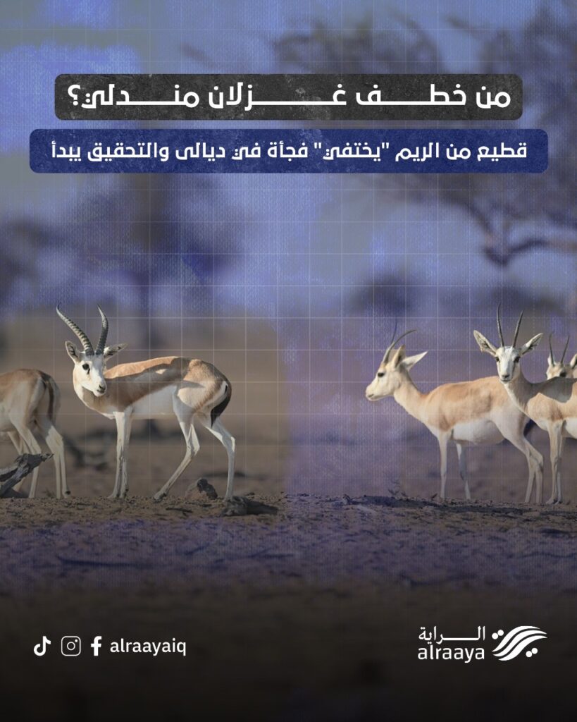 من خطف غزلان مندلي؟ قطيع من الريم “يختفي” فجأة في ديالى والتحقيق يبدأ