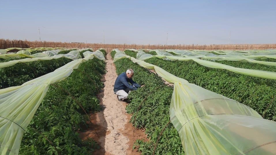 بلد النهرين يزرع بمياه الآبار.. الزبير تحدد خطة زراعية شتوية لـ 16 ألف دونم