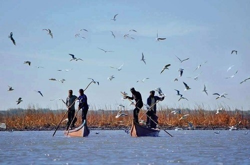 من السماء للسوق.. مأساة العصفوريات في الأهوار.. تحذير من الصيد الجائر